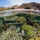 Komodo Island Coral beneath the surface