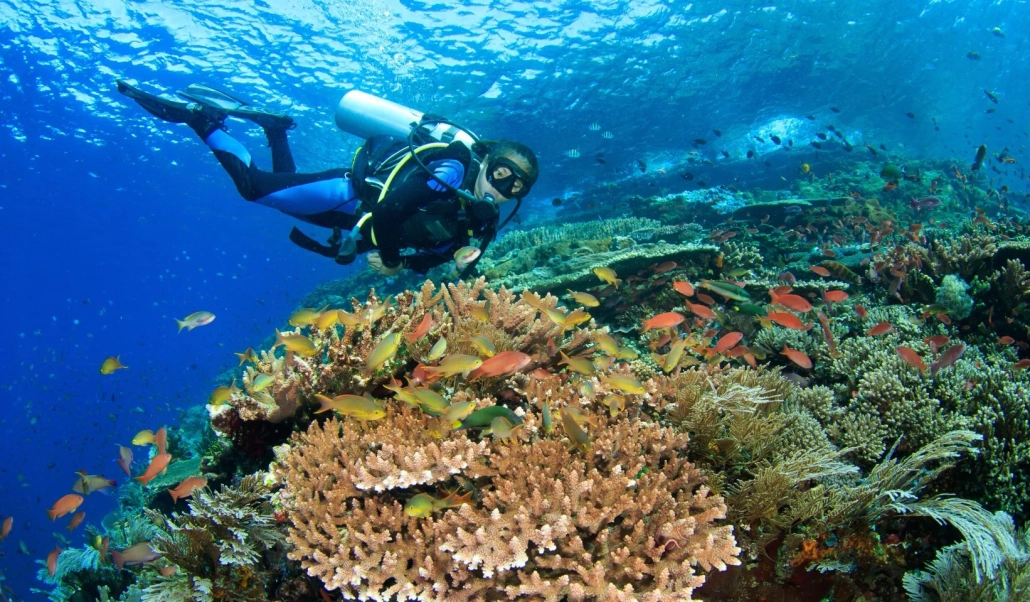 Diving Komodo coral